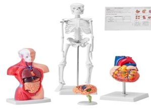 Modèles anatomiques et simulateurs