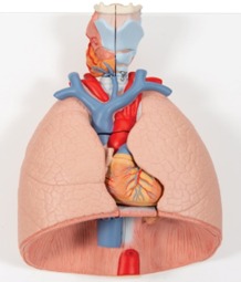 Modèles anatomiques et simulateurs